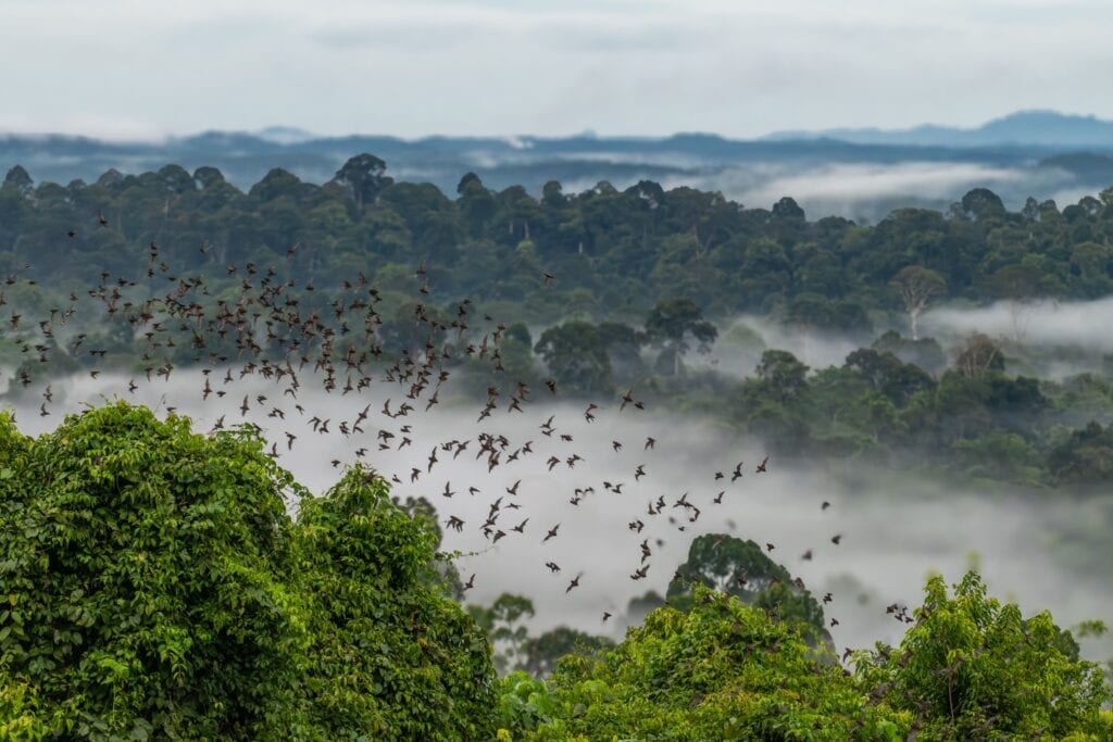 Bat exodus at Gomantong Caves, Sabah