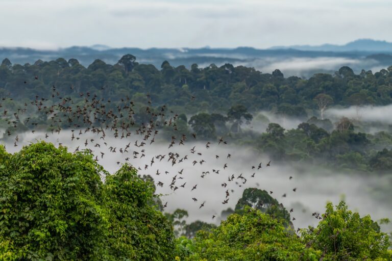 Bat exodus at Gomantong Caves, Sabah
