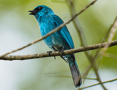 Bird in riverside forest on the Kinabatangan River, Sabah
