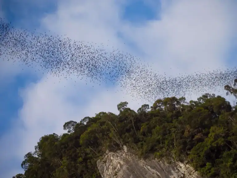 Bat exodus from Deer Cave at Gunung Mulu National Park, Sarawak