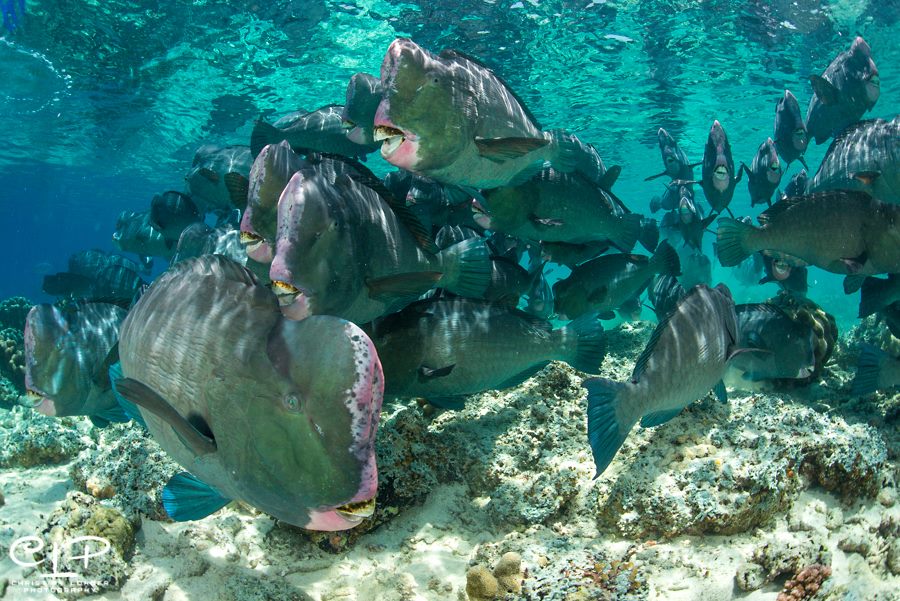 School of bumphead parrotfish at Sipadan