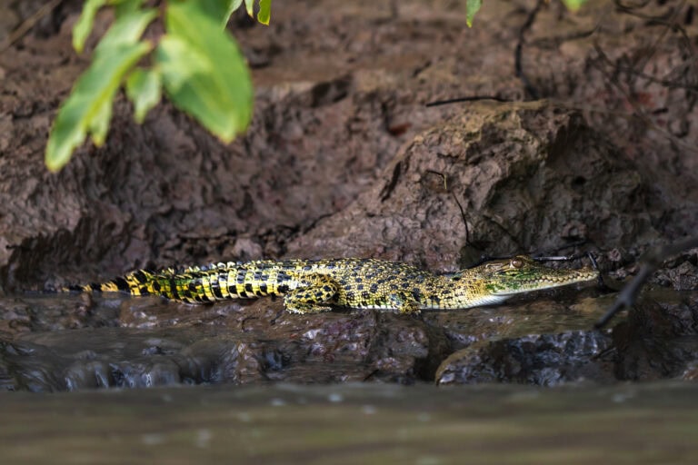 Juvenile crocodile on river bank