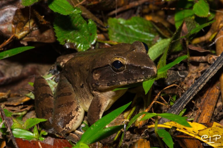 Danum Valley Field Centre and surrounding rainforest, Sabah