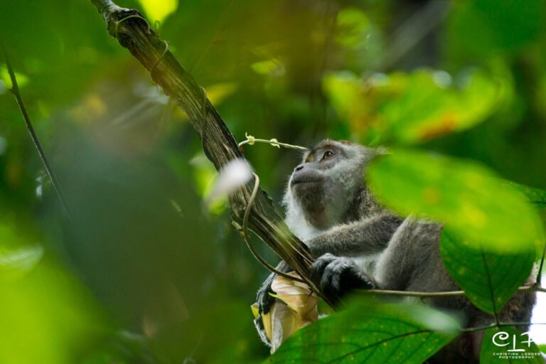 Danum Valley Field Centre and surrounding rainforest, Sabah