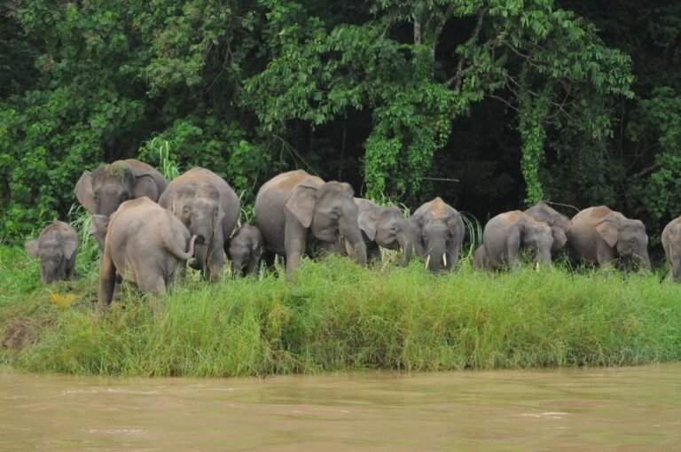 Herd of Bornean pygmy elephants on the Kinabatangan riverbank