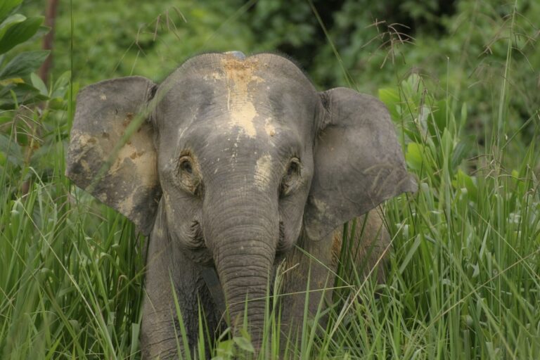 Bornean pygmy elephant in grassland beside the Kinabatangan River