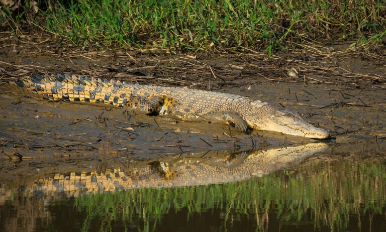 Estuarine crocodile on the Kinabatangan River, Sabah