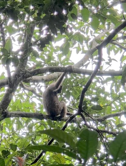 Bornean Gibbon
