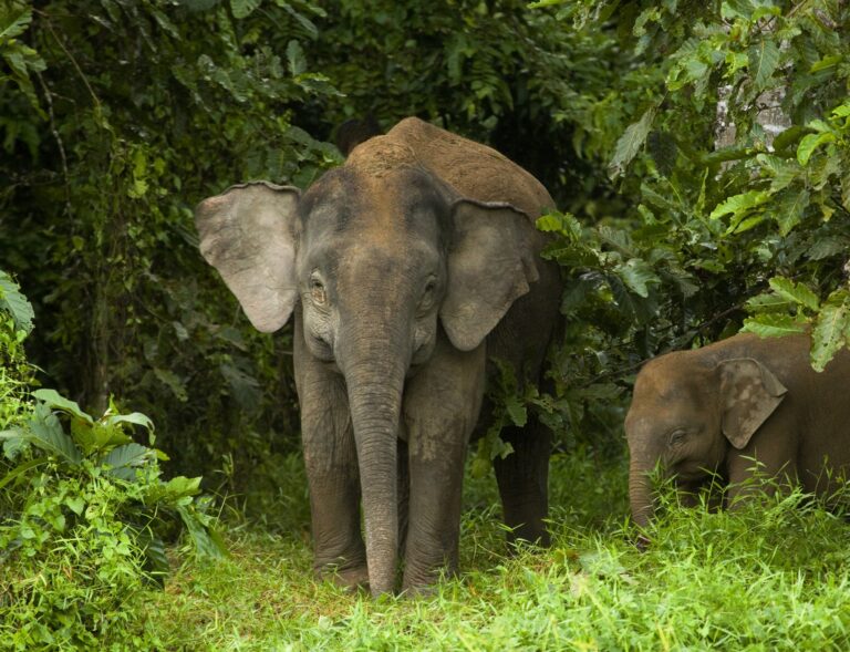 Pygmy elephants in Sukau