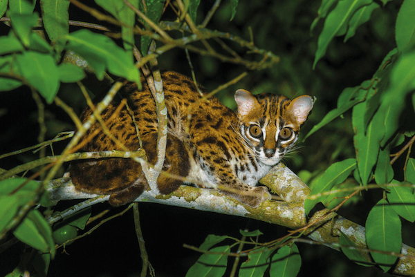 Leopard cat in Deramakot