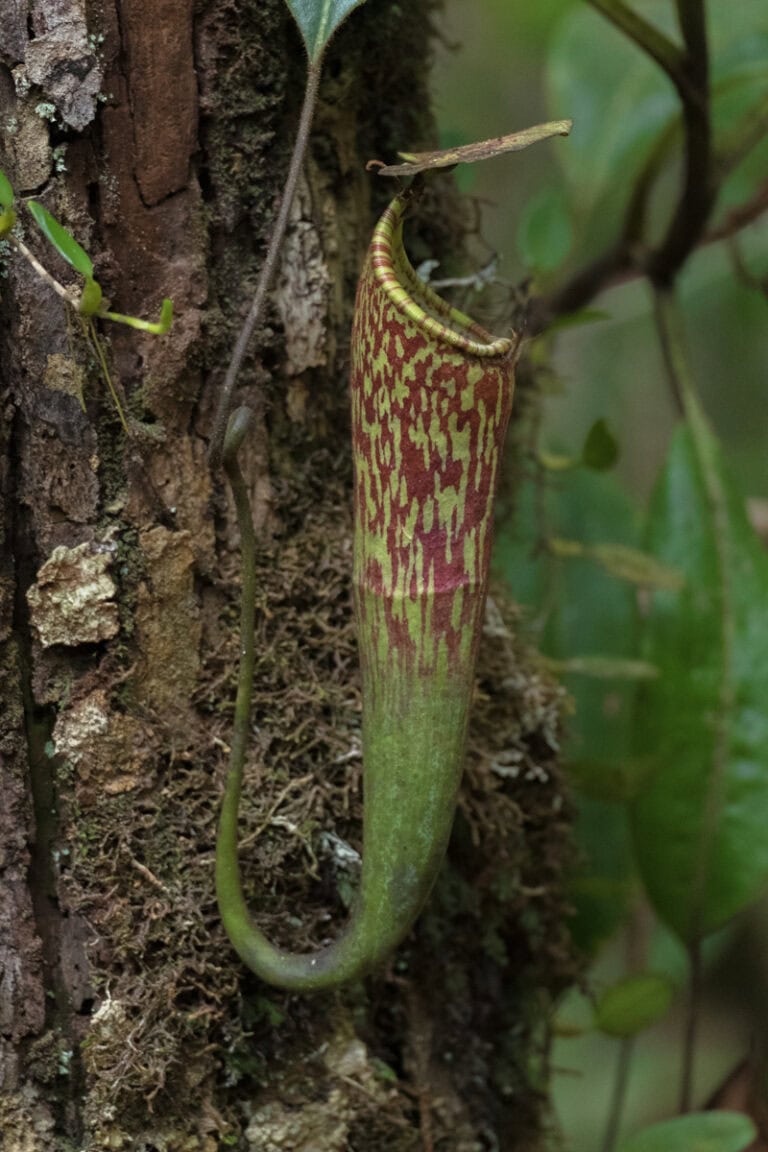 Pitcher plant in Maliau Basin