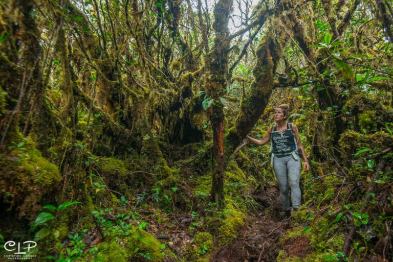 Mount Trus Madi, Sabah