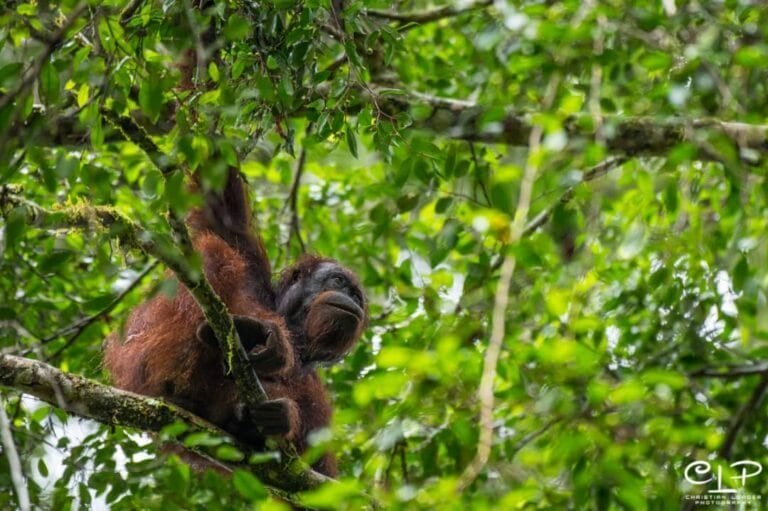 Orangutan at BRL (CLP)