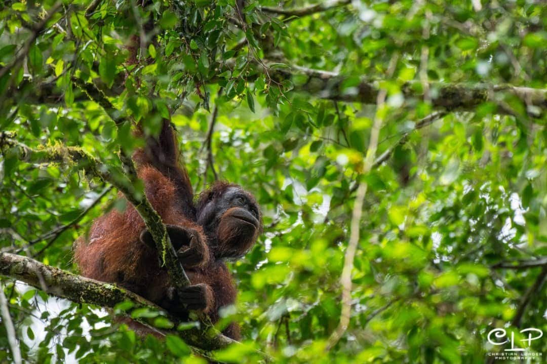 Orangutan at BRL (CLP)
