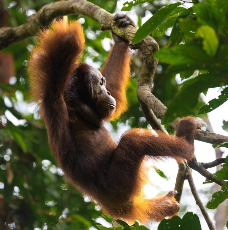 Orangutan at Tabin