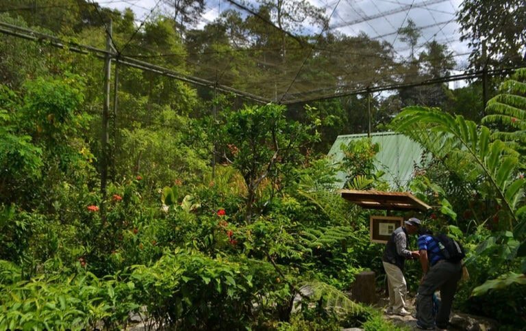 Butterfly garden at Poring Hot Springs