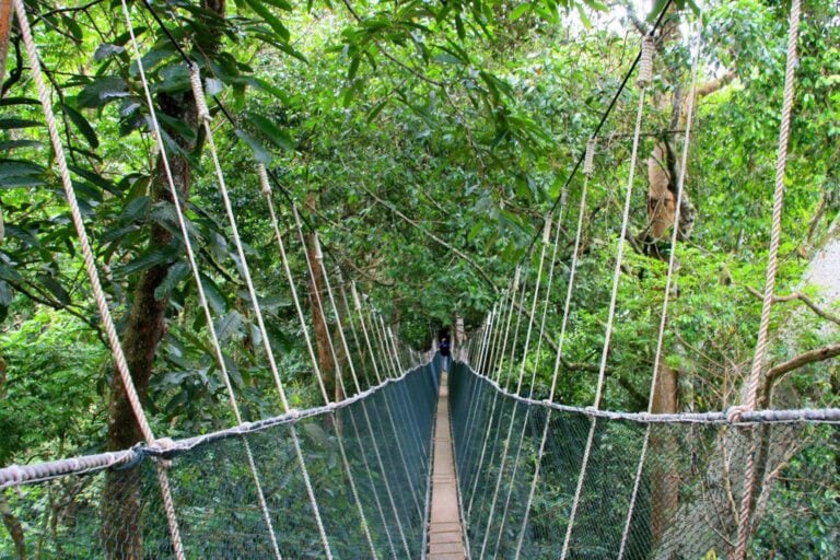 Canopy walkway at Poring Hot Springs, Kinabalu Park