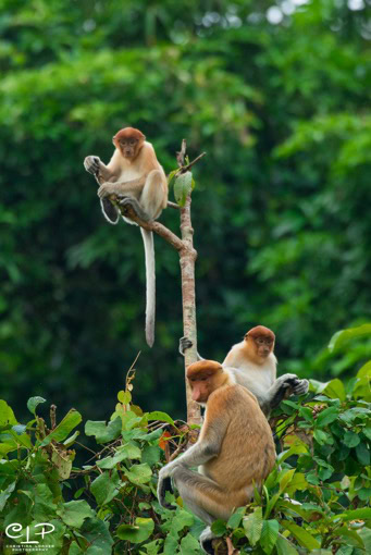 Proboscis monkeys in riverside trees on the Kinabatangan, Sabah
