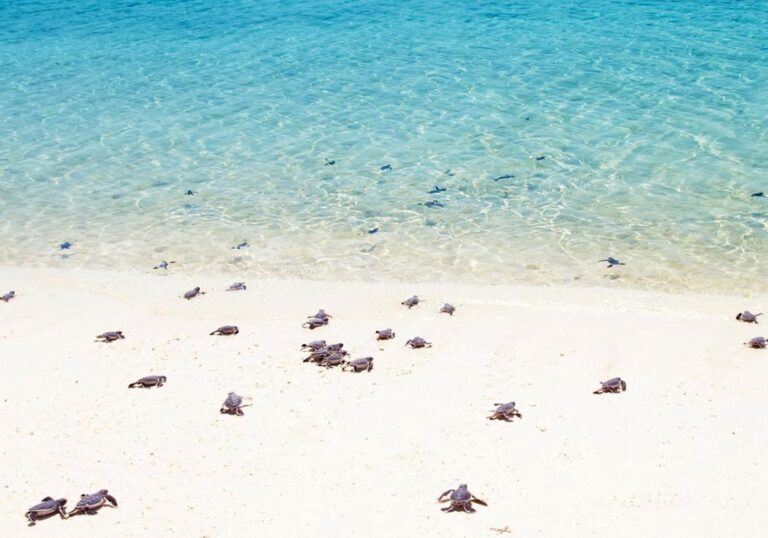 Beach at Selingan Turtle Island, Sabah