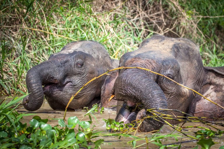 Bornean pygmy elephants in the Kinabatangan River, Sabah
