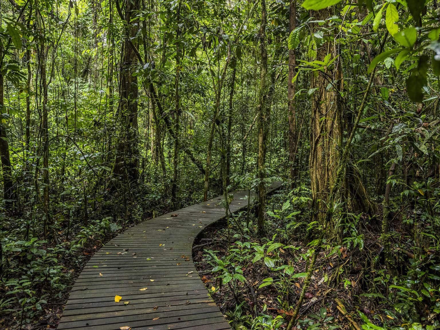 Gunung Mulu National Park, Sarawak