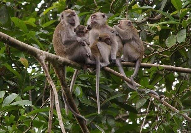 Proboscis monkey river cruise near Kota Kinabalu, Sabah