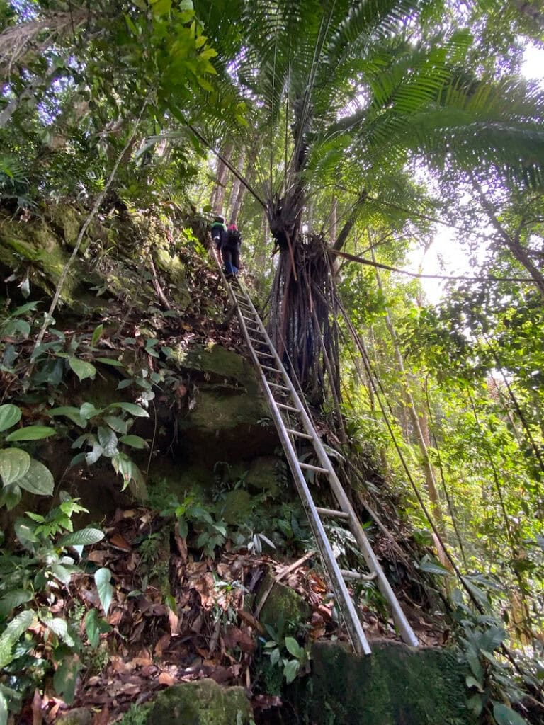 Ladder on the trail from Agathis Camp, Maliau Basin, Sabah