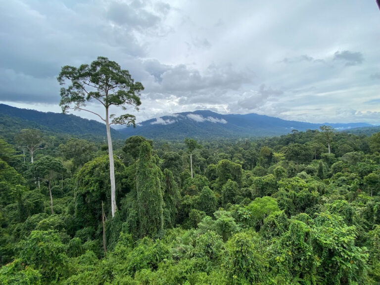 Vine-clad old growth forest in the Maliau Basin, Sabah
