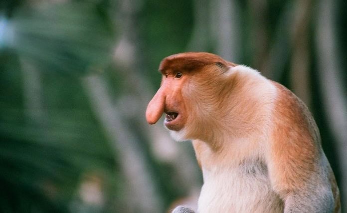 Proboscis monkey river cruise near Kota Kinabalu, Sabah