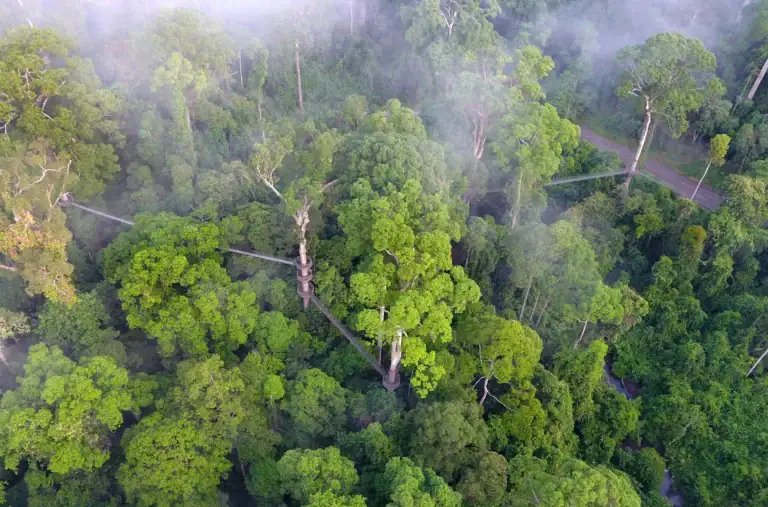 Danum canopy walkway