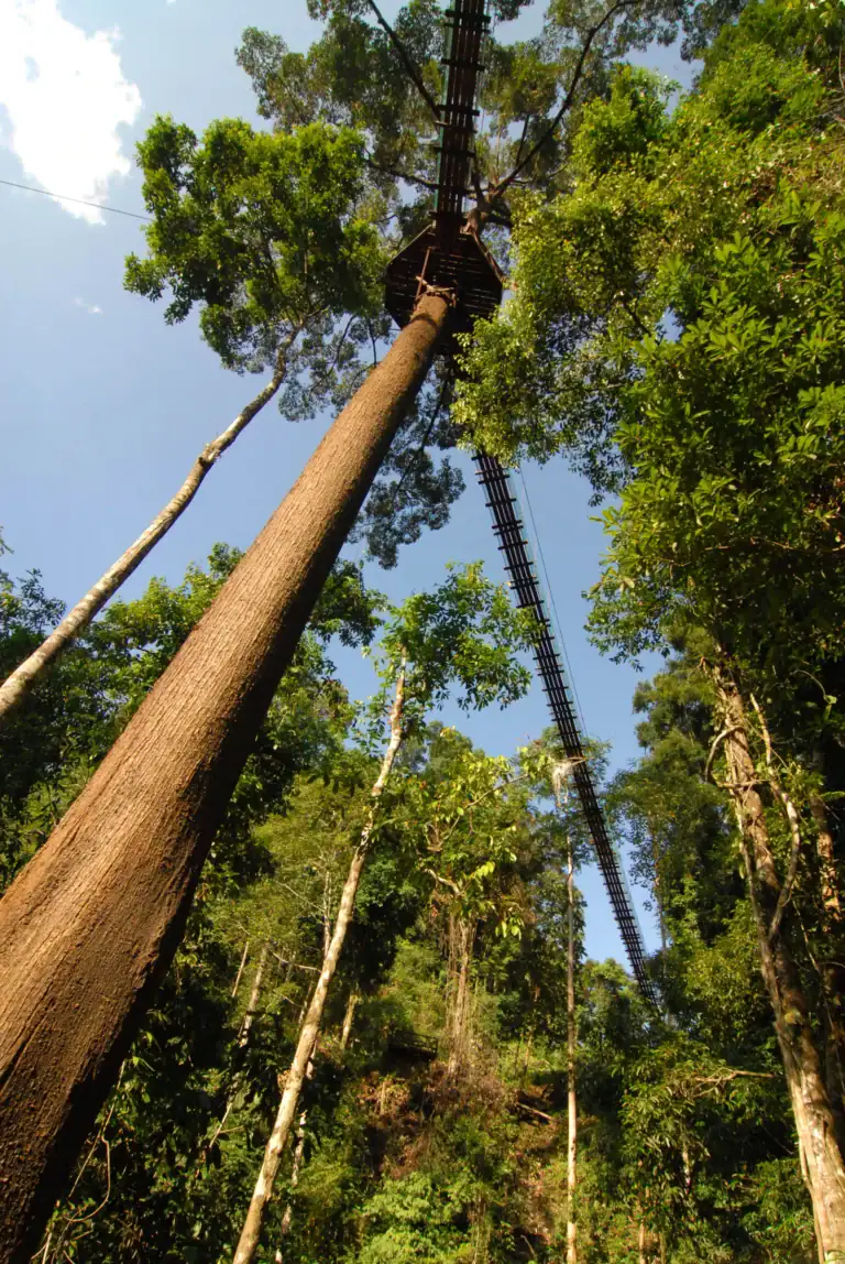 Danum canopy walkway images