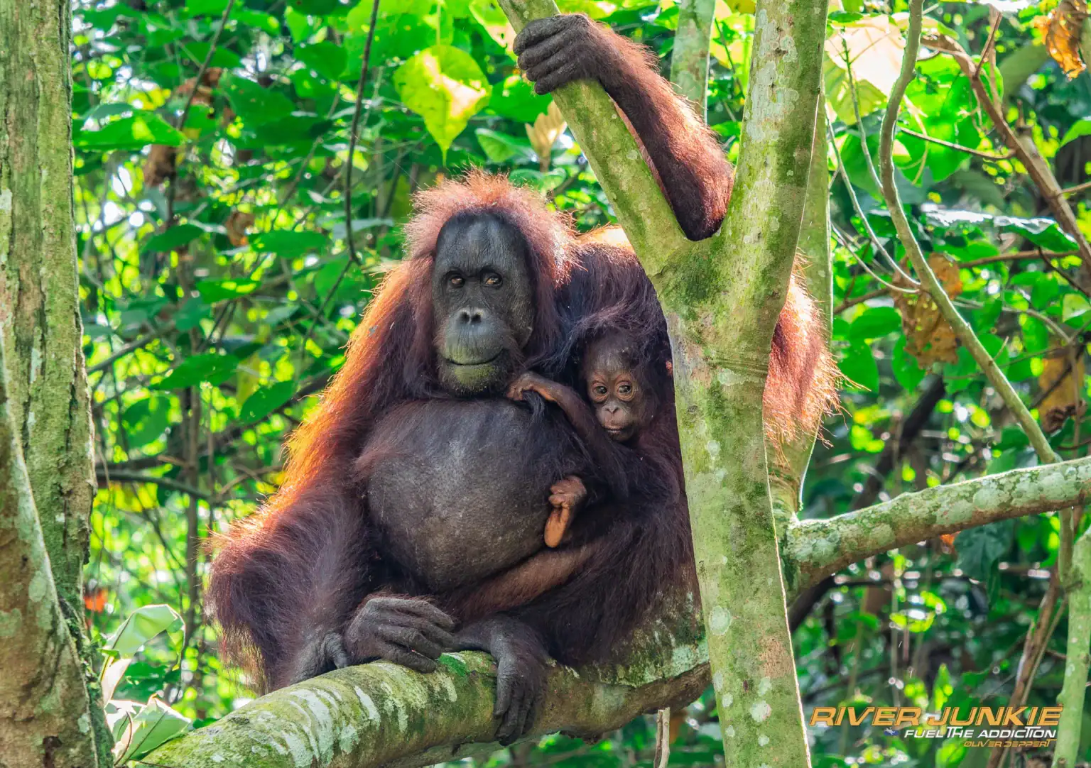 Orangutan