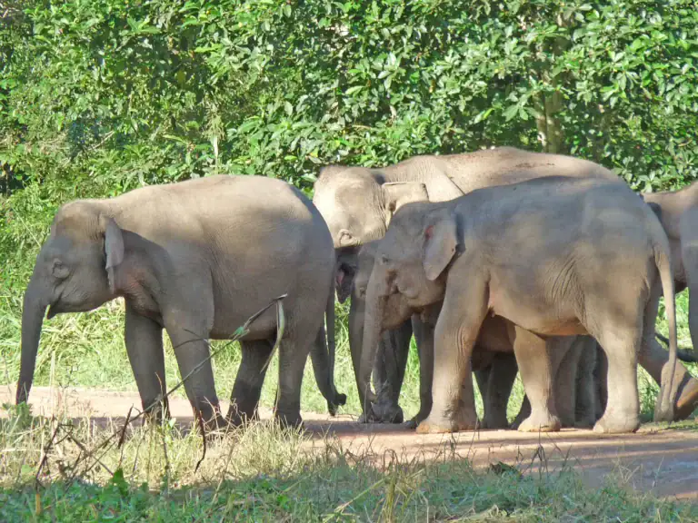 Pygmy elephants