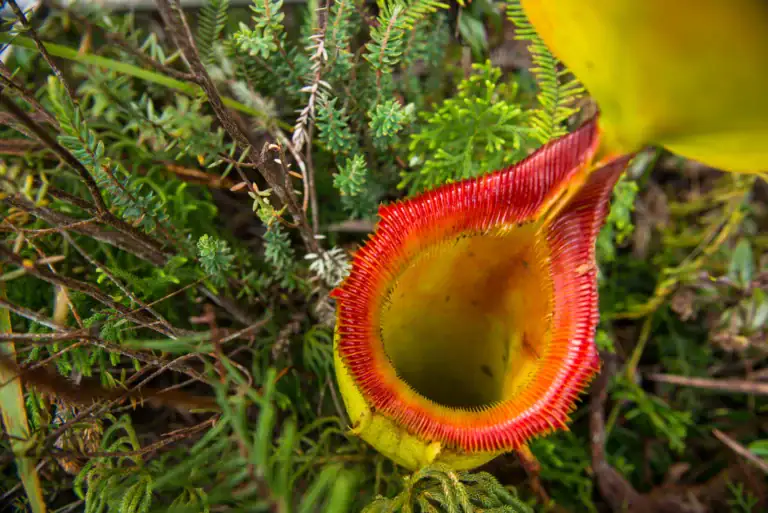 Mount Kinabalu
