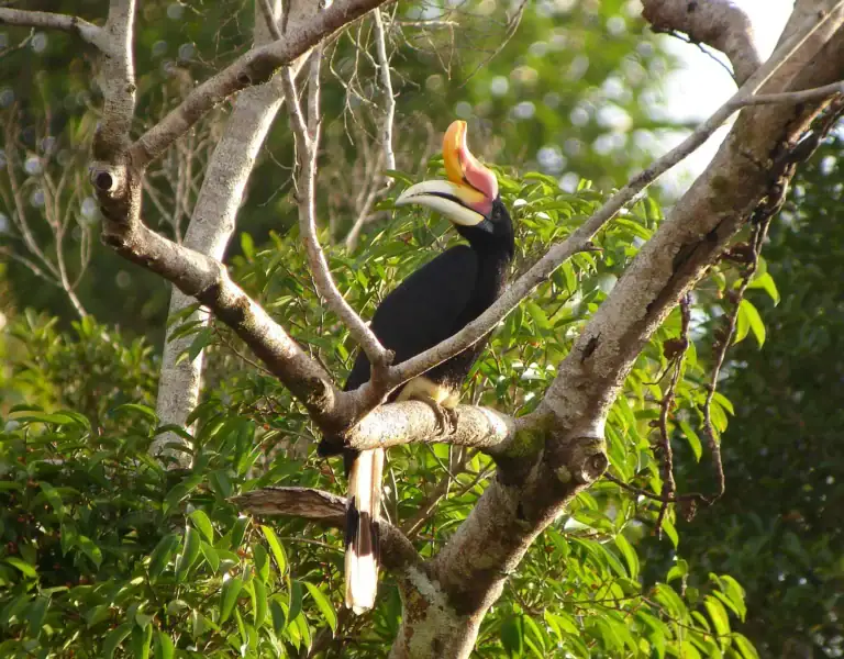 Hornbill in riverside forest on the Kinabatangan, Sabah