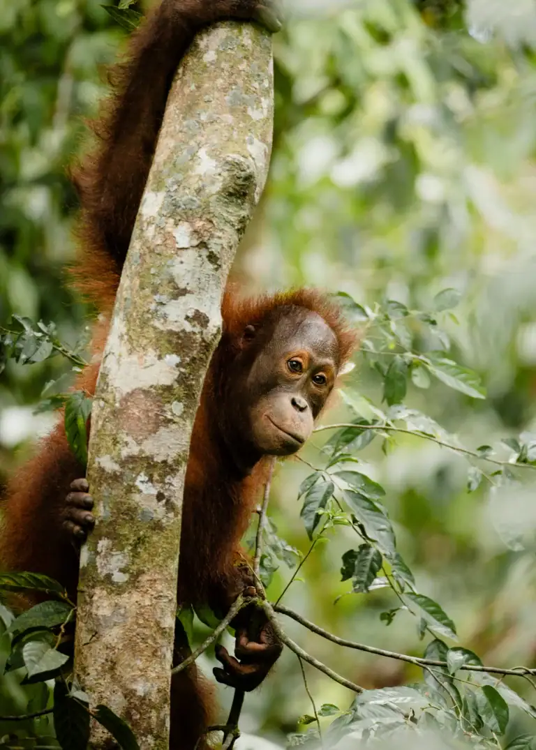 Hornbill Lodge on the Kinabatangan River, Sabah