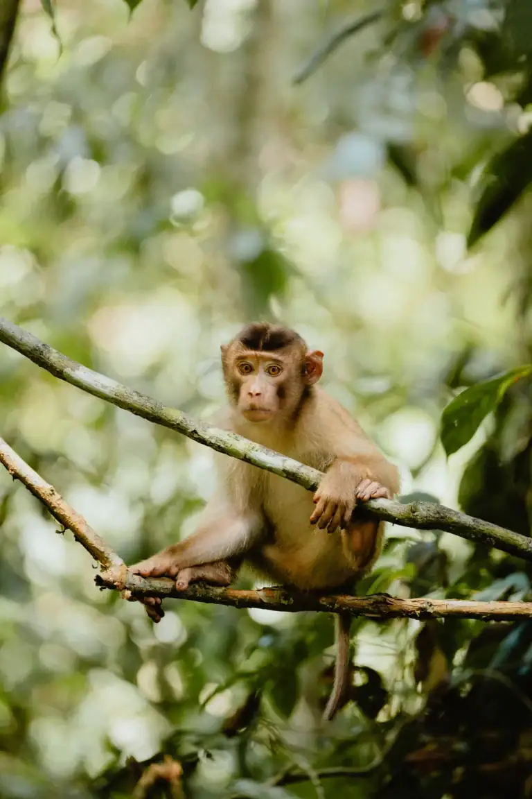 Hornbill Lodge on the Kinabatangan River, Sabah