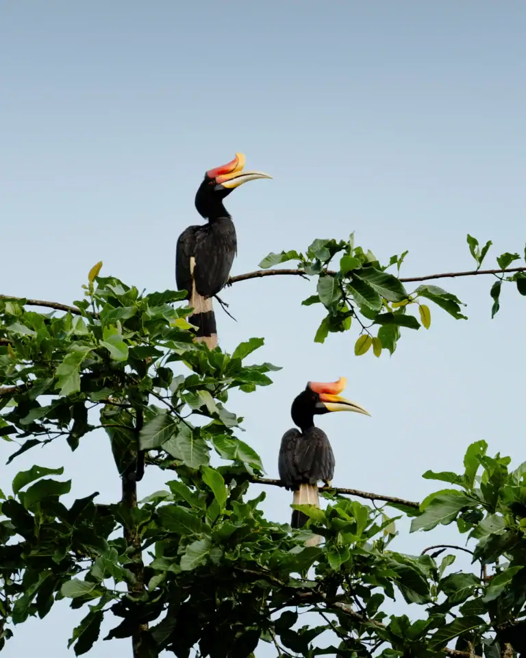 Kinabatangan rhinoceros hornbill
