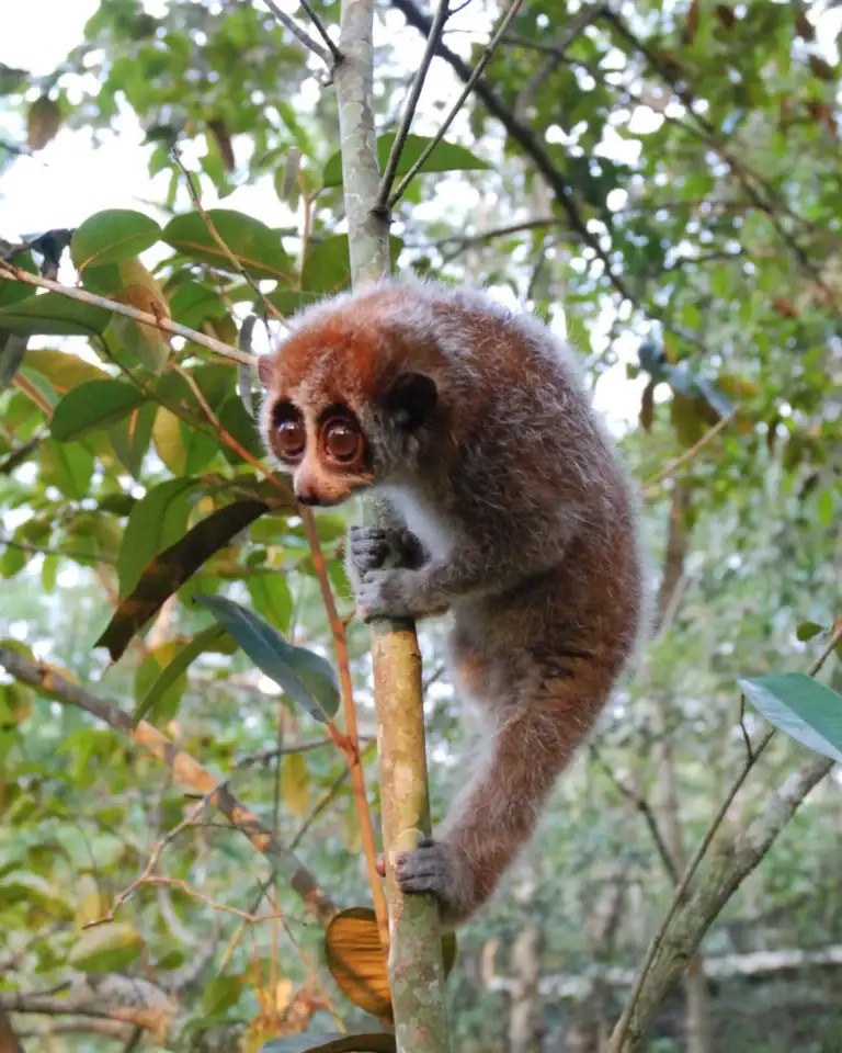 Slow loris