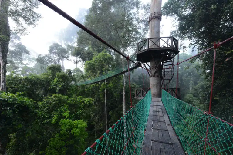 Danum canopy walkway