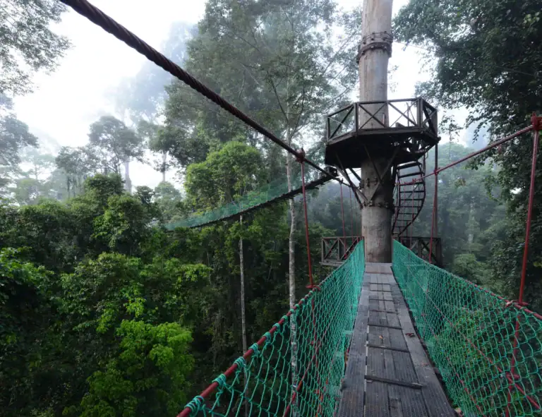 Canopy walkway above the rainforest at Danum Valley, Sabah