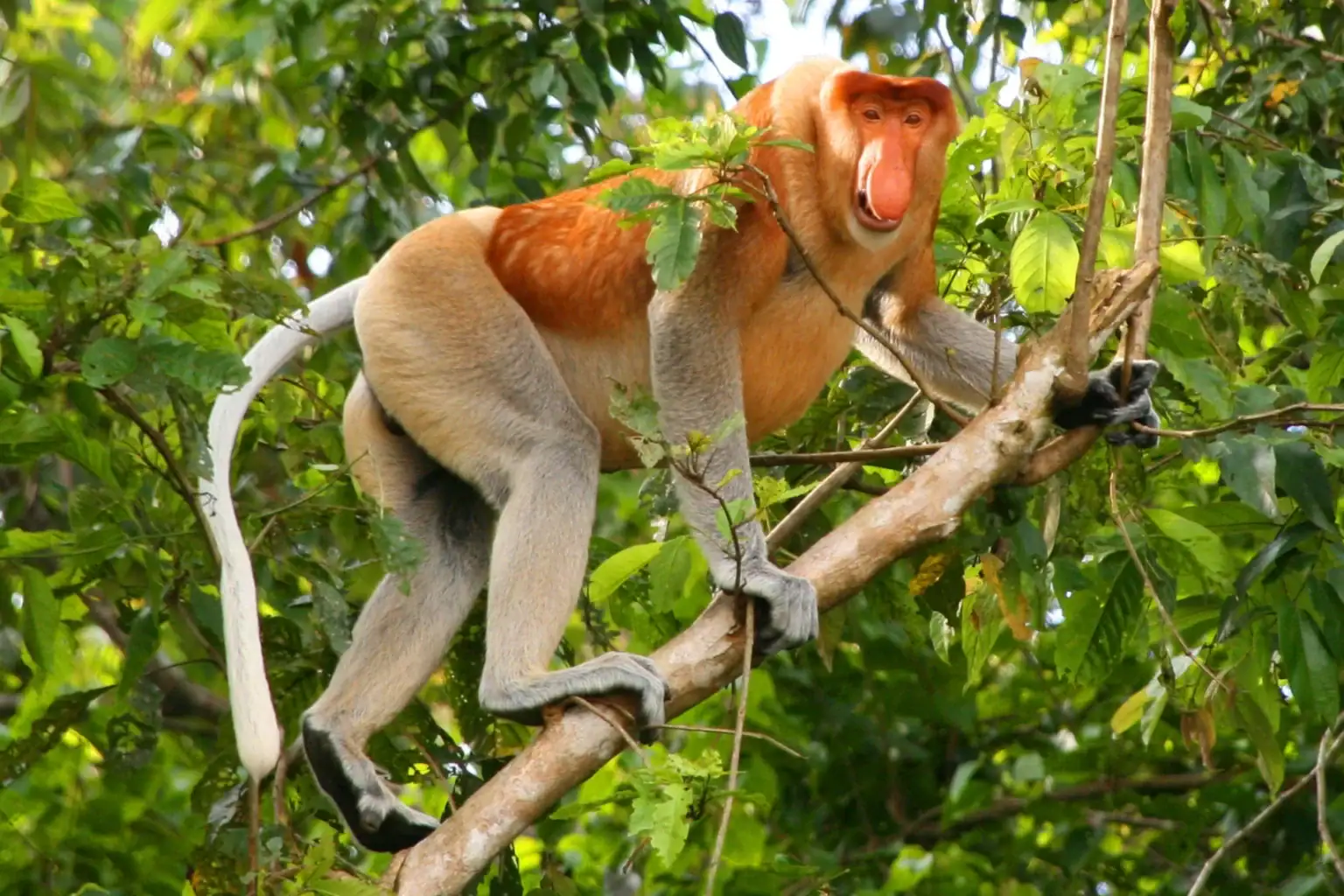 Kinabatangan proboscis
