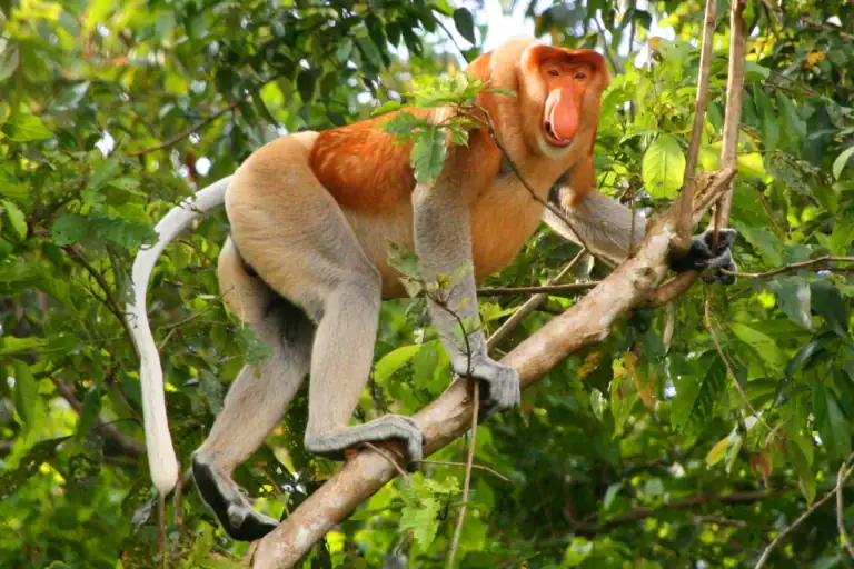 Kinabatangan proboscis