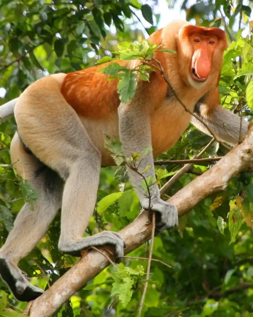Proboscis monkey in riverside trees on the Kinabatangan, Sabah
