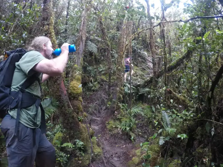 Mossy forest on the Mount Trus Madi trek, Sabah
