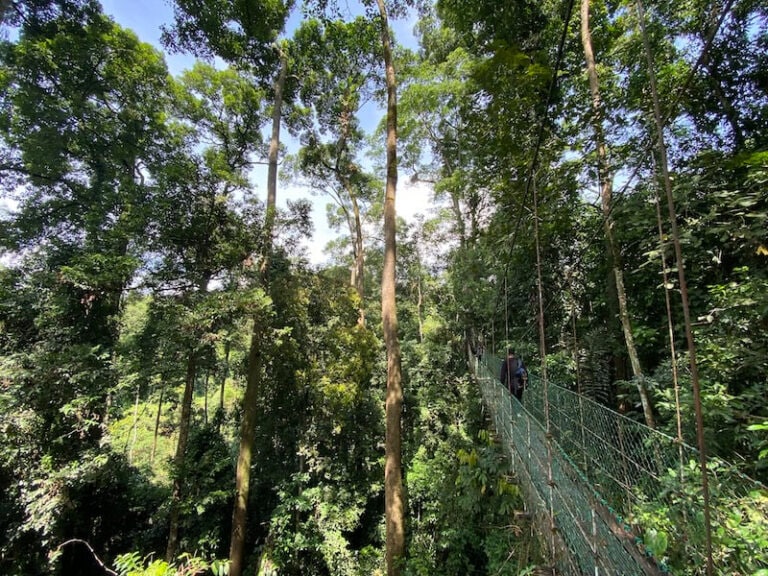 Skybridge at Maliau Basin Studies Centre, Sabah