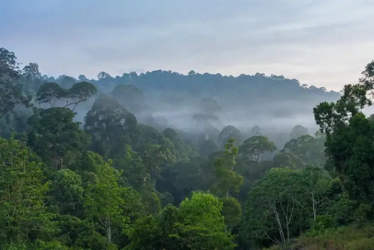 Morning mist over the Deramakot forest canopy