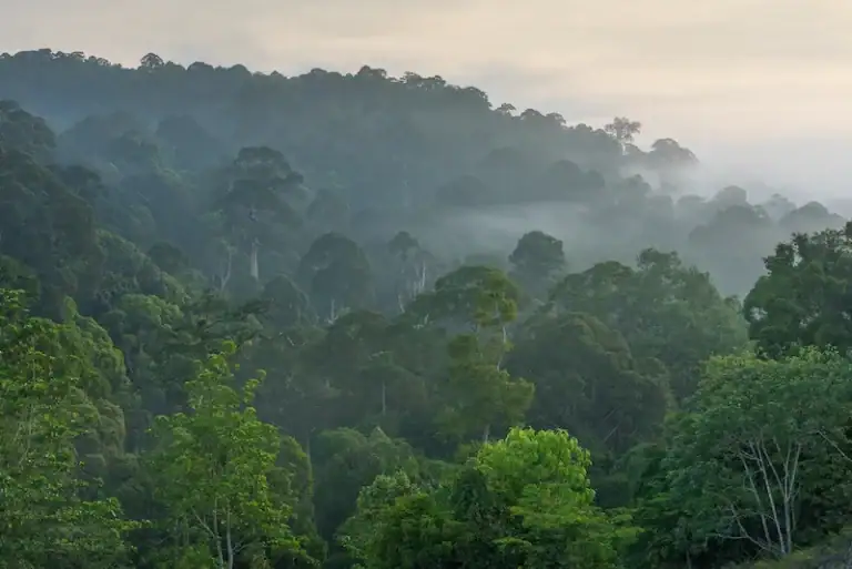 Pristine lowland rainforest in Deramakot Forest Reserve