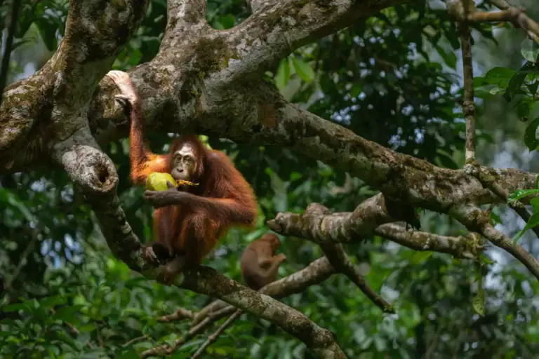 Close-up of a Bornean orangutan at Sepilok