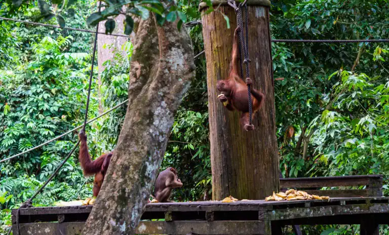 Orangutan feeding time at Sepilok, Sabah
